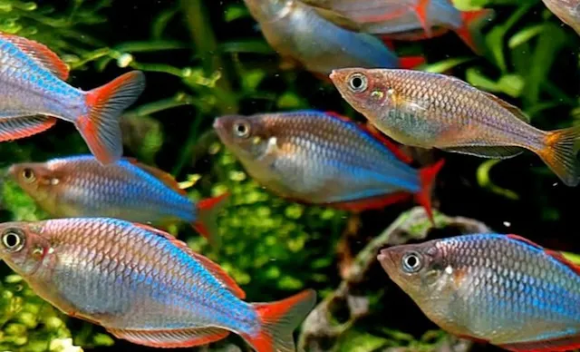 Thiết lập bể nuôi lý tưởng cho cá cầu vồng