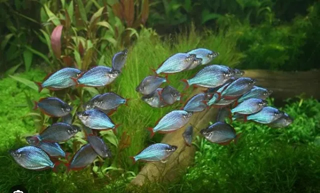 Mua bán và giá thành