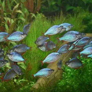 Mua bán và giá thành