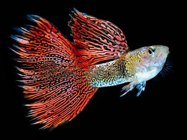 Guppy Red Lace là gì?