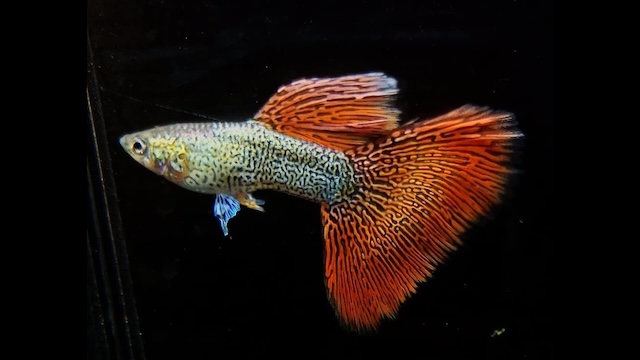 Đặc điểm nhận diện và thẩm mỹ