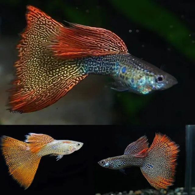Điều kiện môi trường nuôi lý tưởng cho Guppy Red Lace