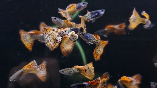 Chế độ dinh dưỡng và thức ăn