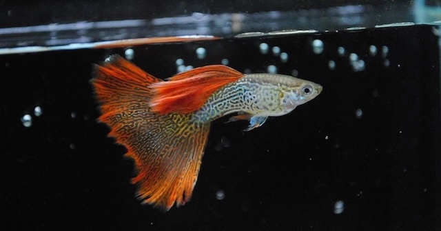 Kỹ thuật chăm sóc hàng ngày