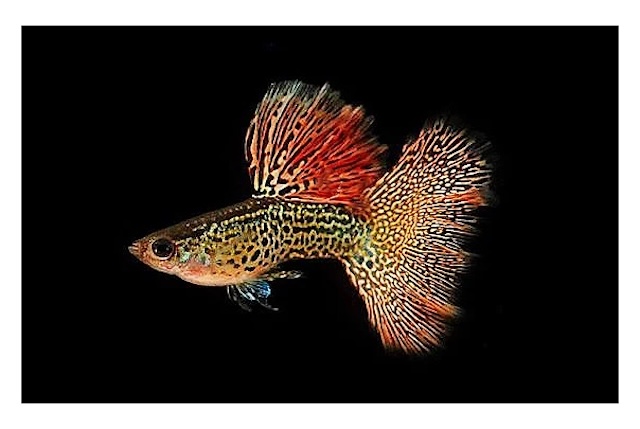 Bí quyết nhân giống