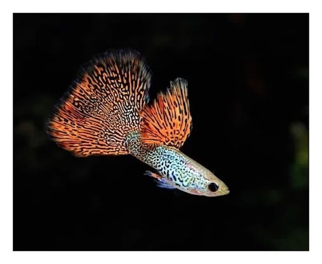 Bệnh thường gặp và cách phòng tránh