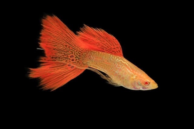 Mua bán và giá thành của Guppy Red Lace