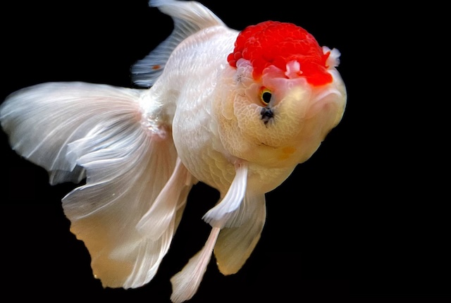 Đặc điểm nhận dạng và nguồn gốc cá hạc đỉnh hồng