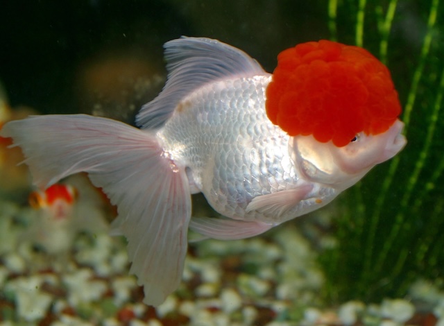 Kỹ thuật chăm sóc hàng ngày cho cá