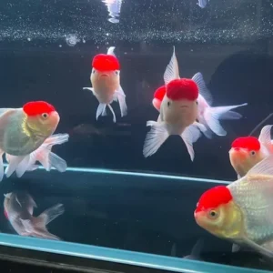 Mua bán và giá thành cá hạc đỉnh hồng