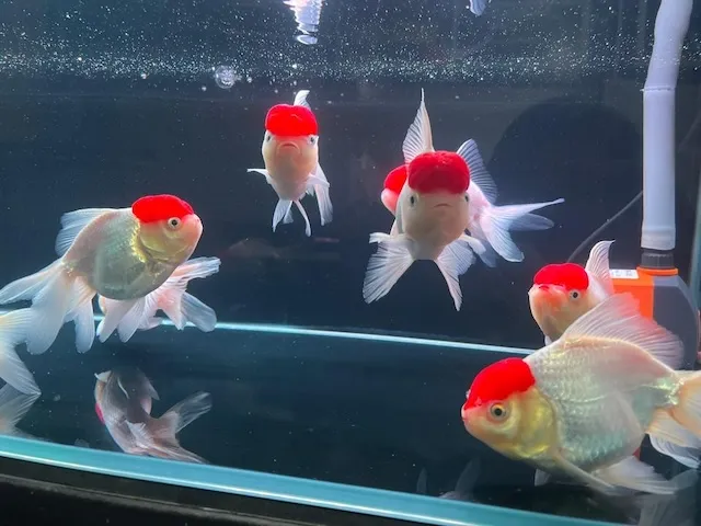 Mua bán và giá thành cá hạc đỉnh hồng