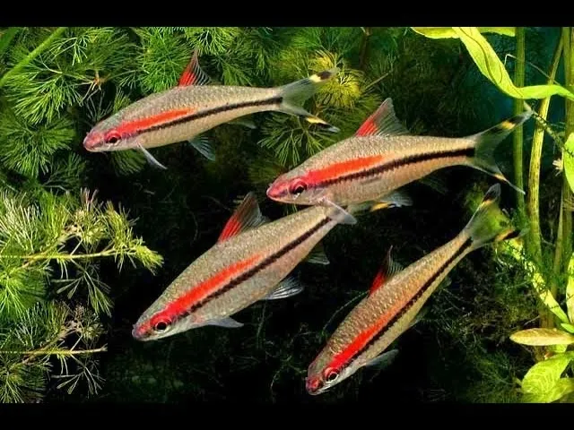 Đặc điểm nhận dạng và phân bố tự nhiên của Hồng Mi Ấn Độ