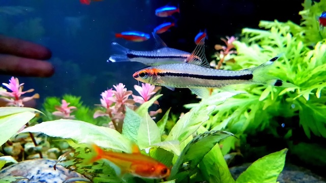 Chế độ dinh dưỡng cho cá