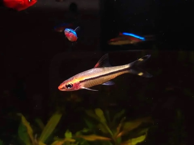 Sinh sản và nhân giống cá hồng mi