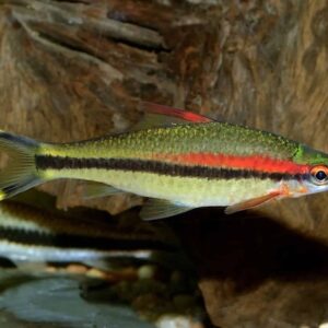 Bệnh thường gặp và phòng ngừa cho cá hồng mi ấn độ