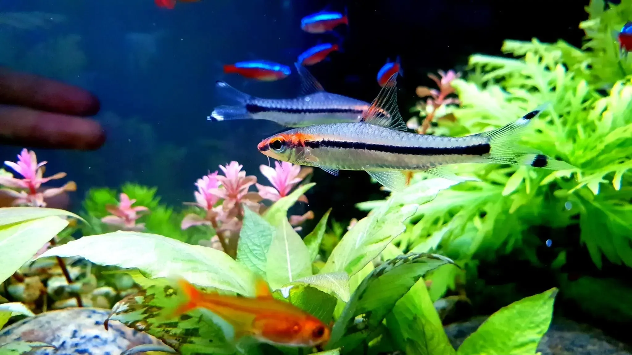 Mua bán và giá thành