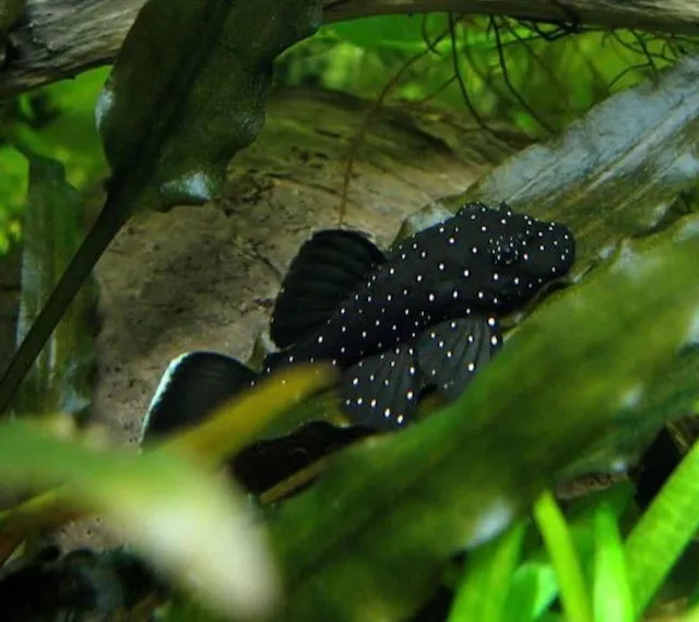 Đặc điểm nhận dạng và nguồn gốc cá L183 Pleco