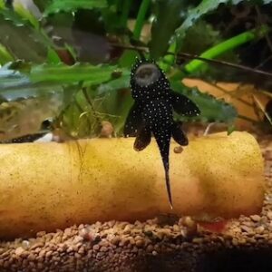 Sinh sản và nhân giống cho cá