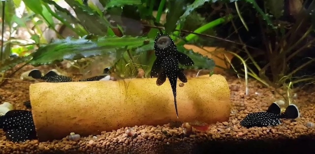 Sinh sản và nhân giống cho cá