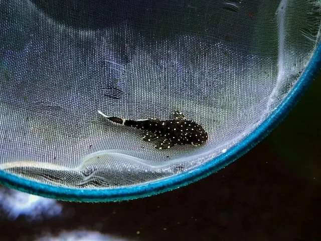 Mua bán và giá thành cá pleto